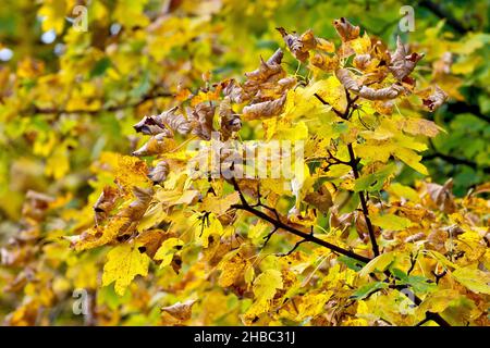Sycamore (acer pseudoplatanus), close up of a branch of autumn leaves in various stages of decay, from green, through yellow, to brown and curled up. Stock Photo
