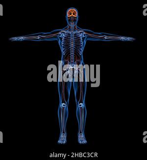 Nervous System of Human Body X-rays. Front View - 3D illustration Stock Photo