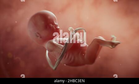 Medically Accurate illustration of a Human Fetus. Realistic 3D illustration Stock Photo