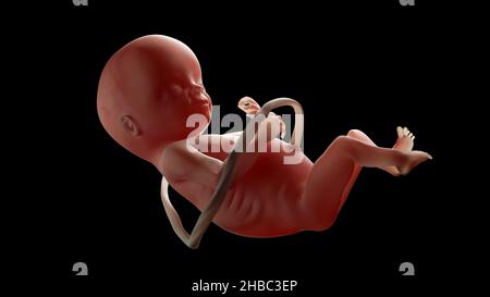 Medically Accurate illustration of a Human Fetus on Black Background. Realistic 3D illustration Stock Photo