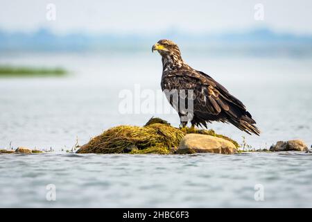 Juvenile Bald Eagle resting on the shore of the St. Lawrence River in Canada Stock Photo