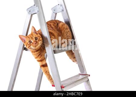 Funny young tabby-red cat sits on step-ladder Stock Photo