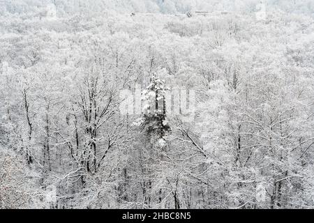 above view of pine tree in snow-covered city park on cold winter day Stock Photo