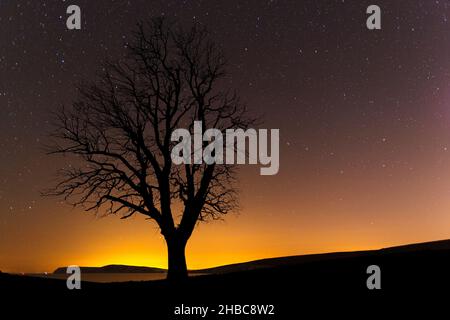 Winter,Oak,tree,silhouette,dusk,sunset,sky,stars,fields,farm,sea,Compton Bay,Freshwater,Tennyson Down,Isle of Wight,England,UK, Stock Photo