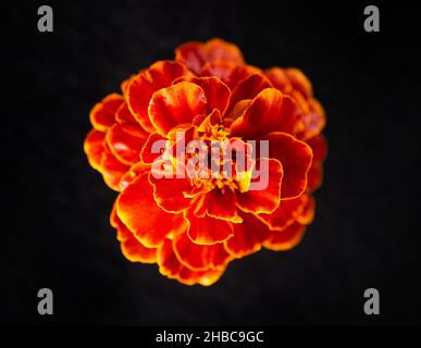 One flower on a black background. Decorative flowers. Stock Photo