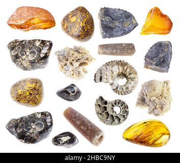 set of various fossilised stones cutout on white background Stock Photo