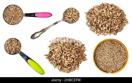 set of milk thistle seeds cutout on white background Stock Photo