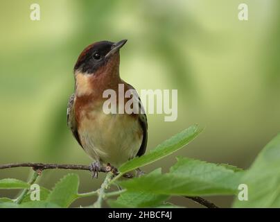 Bay Breasted Warbler sitting on a tree Stock Photo