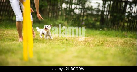 Cute little dog doing agility drill - running slalom, being obediend and making his master proud and happy Stock Photo