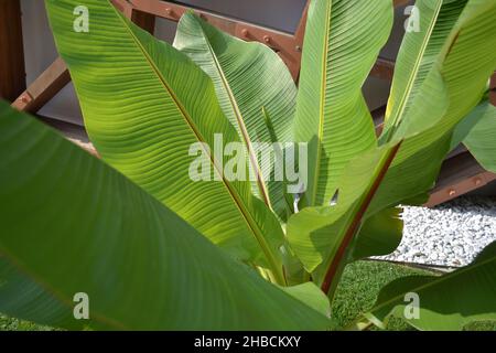 Green Striped Leaves of Young Palm Tree in the Sunshine with Wooden Architecture Background in the Garden. Stock Photo