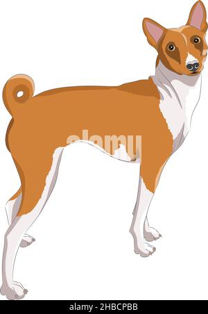 Drawing dog Basenji breed isolated on white background. Vector illustration. Stock Vector