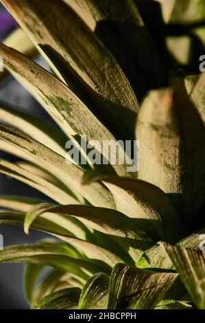 Tropical fruits in the basket ready to serve Stock Photo