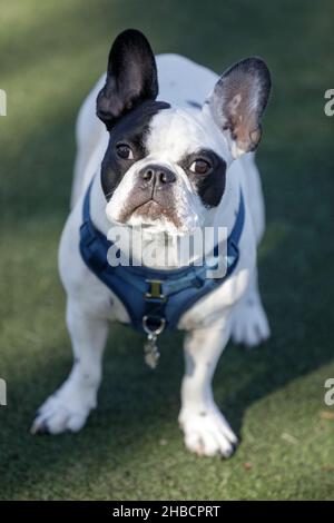 2-Year-Old Brindle and White Piebald Female Frenchie. Off-leash dog park in Northern California. Stock Photo