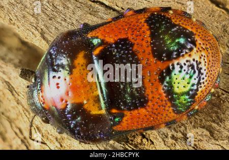 Super macro dorsal view of Red Jewel Bug (Choerocoris paganus) nymph, South Australia Stock Photo