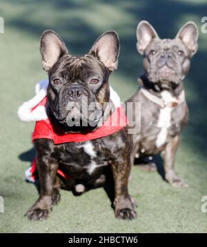 Two French Bulldogs puppies (brindle male on left and lilac female) posing for the camera. Stock Photo