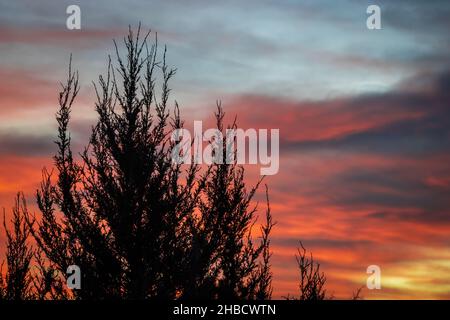A tree is silhouetted against an orange and pink sky Stock Photo