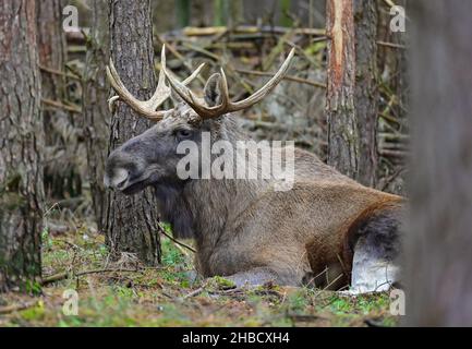 18 December 2021, Brandenburg, Groß Schönebeck: A bull moose lies between trees in its enclosure in the Schorfheide Wildlife Park. Photo: Patrick Pleul/dpa-Zentralbild/ZB Stock Photo