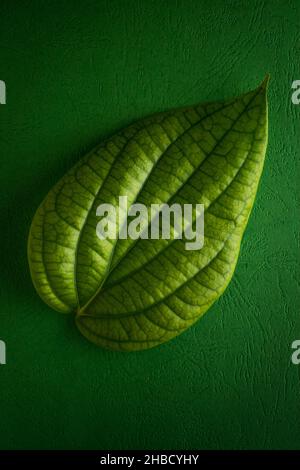 black pepper plant leaf, piper nigrum, isolated on texture green background, flat lay Stock Photo