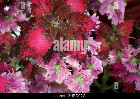 VARIEGATED COLOURFUL LEAVES OF THE COLEUS PLANT (COLEUS SCUTELLARIOIDES SYN. SOLENOSTEMON SCUTELLARIOIDES) ALSO KNOWN AS THE PAINTED OR FLAME NETTLE. Stock Photo