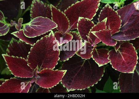 VARIEGATED COLOURFUL LEAVES OF THE COLEUS PLANT (COLEUS SCUTELLARIOIDES SYN. SOLENOSTEMON SCUTELLARIOIDES) ALSO KNOWN AS THE PAINTED OR FLAME NETTLE. Stock Photo