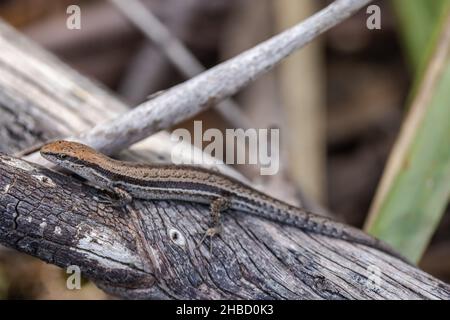 Australian Common Garden Skink basking on tree branch Stock Photo