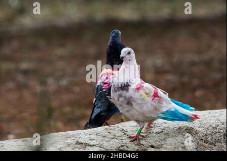 Sport pigeon - is a species of columbiform bird in the Columbidae family Stock Photo