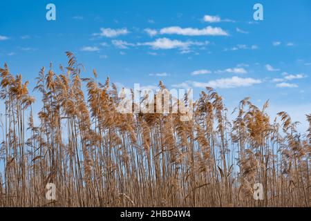 Dry reed in lake on blue background. Orange or golden reed grass on sunny day in autumn. Stock Photo