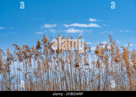 Dry reed in lake on blue background. Orange or golden reed grass on sunny day in autumn. Stock Photo