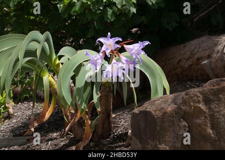 Sydney Australia, Lilac-blue flowerling worsleya procera or blue amaryllis in rock garden Stock Photo