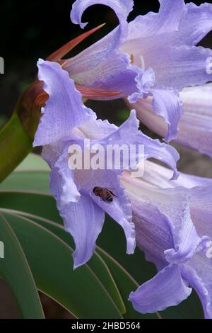 Sydney Australia, Lilac-blue flowers of a worsleya procera or blue amaryllis Stock Photo