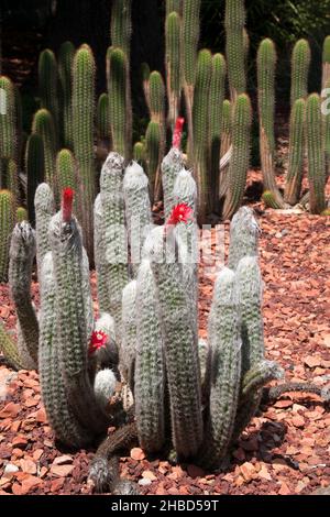 Sydney Australia, flowering touch cactus in garden Stock Photo