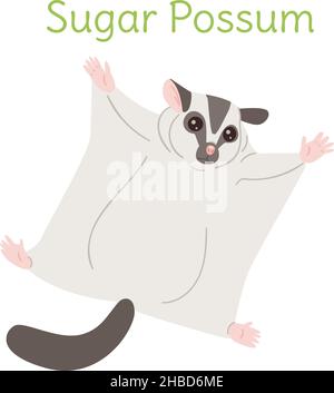 the sugar possum is flying. Australian bird in a simple style. Flat vector illustration isolated on white background. Stock Vector