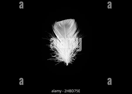 White floating feather isolated on a black background. Stock Photo