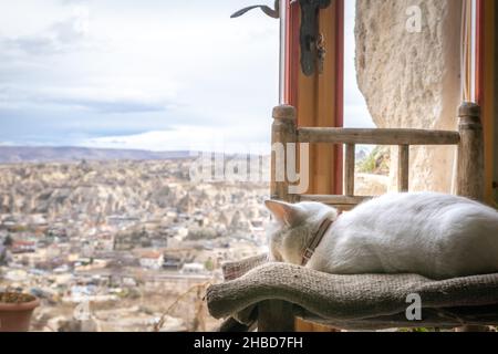 White cat lays on the chair and sleeps with  a window view to Goreme town in Kappadocia,  Turkey. Pet animals at home. Stock Photo