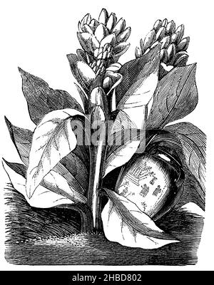 Turmeric | Description, History, & Uses | Britannica