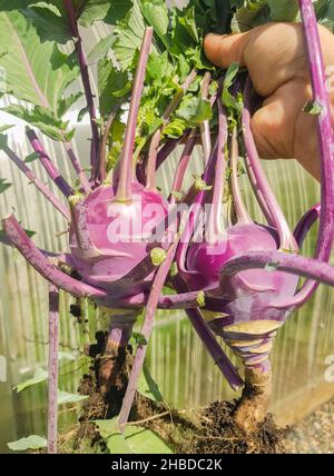 A woman's hand holds a kohlrabi crop, two cabbage turnips with leaves and roots from an elevated garden bed, vertical photo Stock Photo