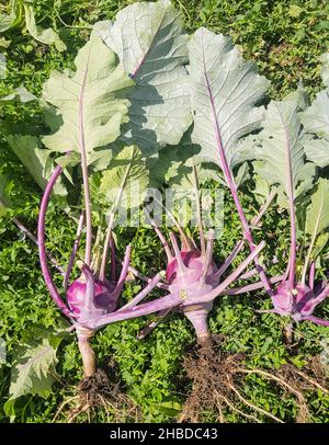 The harvest of kohlrabi cabbage in the garden, three vegetables lying on the grass, torn from the soil with roots Stock Photo