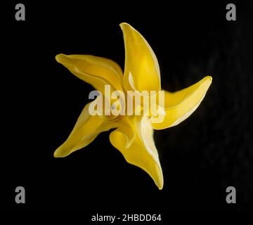 Delicate flower on black background. On black background. Stock Photo