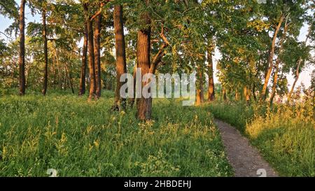 Empty road through the forest with real sun, beautiful summer evening in the forest, landscape. Travel and tourism. Stock Photo