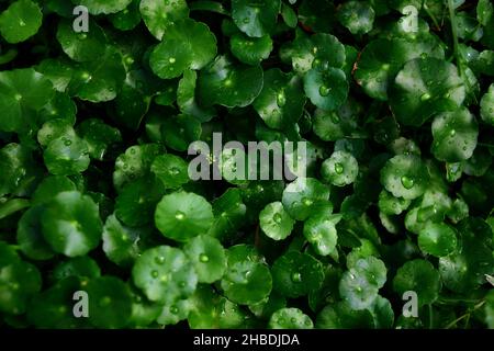 Centella asiatica leaves with water drops in the garden Stock Photo