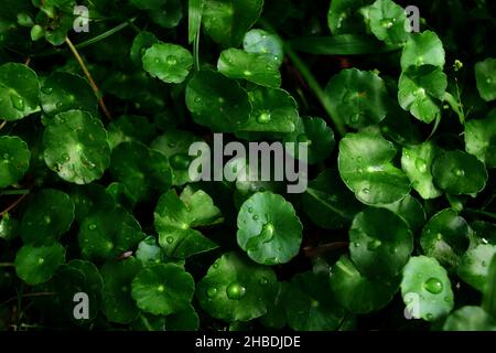 Centella asiatica leaves with water drops in the garden Stock Photo