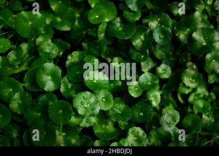 Centella asiatica leaves with water drops in the garden Stock Photo