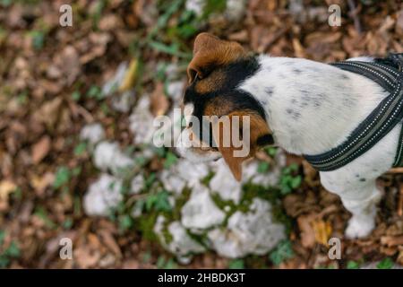 jack russel dog on a leash in a forest Stock Photo