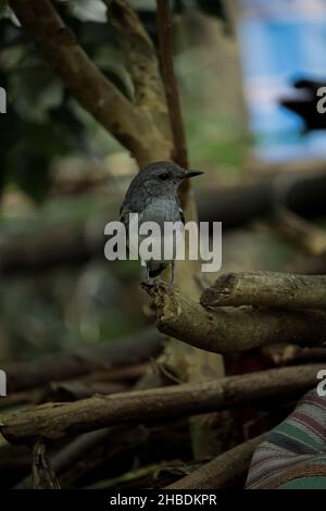 A beautiful oriental magpie robin bird sit on a branch and looking for his partner Stock Photo