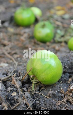 Green tomatoes rolling around on the ground of the garden. Stock Photo