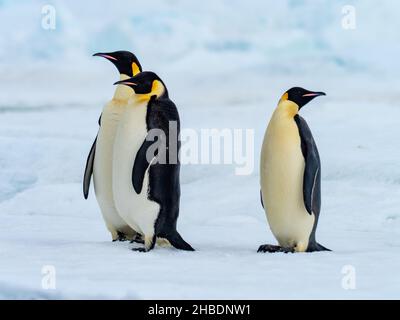 Emperor penguin, Aptenodytes forsteri, near the colony at Snow Hill on the sea ice in the Weddell sea, Antarctica Stock Photo