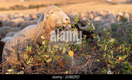 Sheep eating from a bush in the countryside during the transhumance