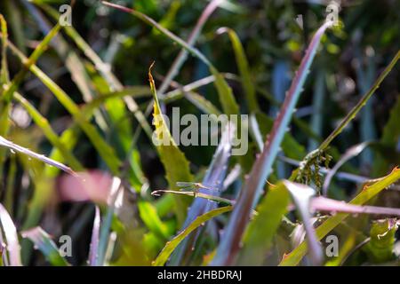 Dragonfly on a twig in Cost Rica, over rainforest background Stock Photo