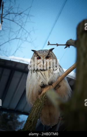 Siberian eagle owl Stock Photo