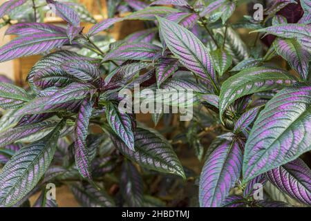 Close up  top view of Strobilanthes auriculatus dyeriana Persian shield tropical flower. Stock Photo